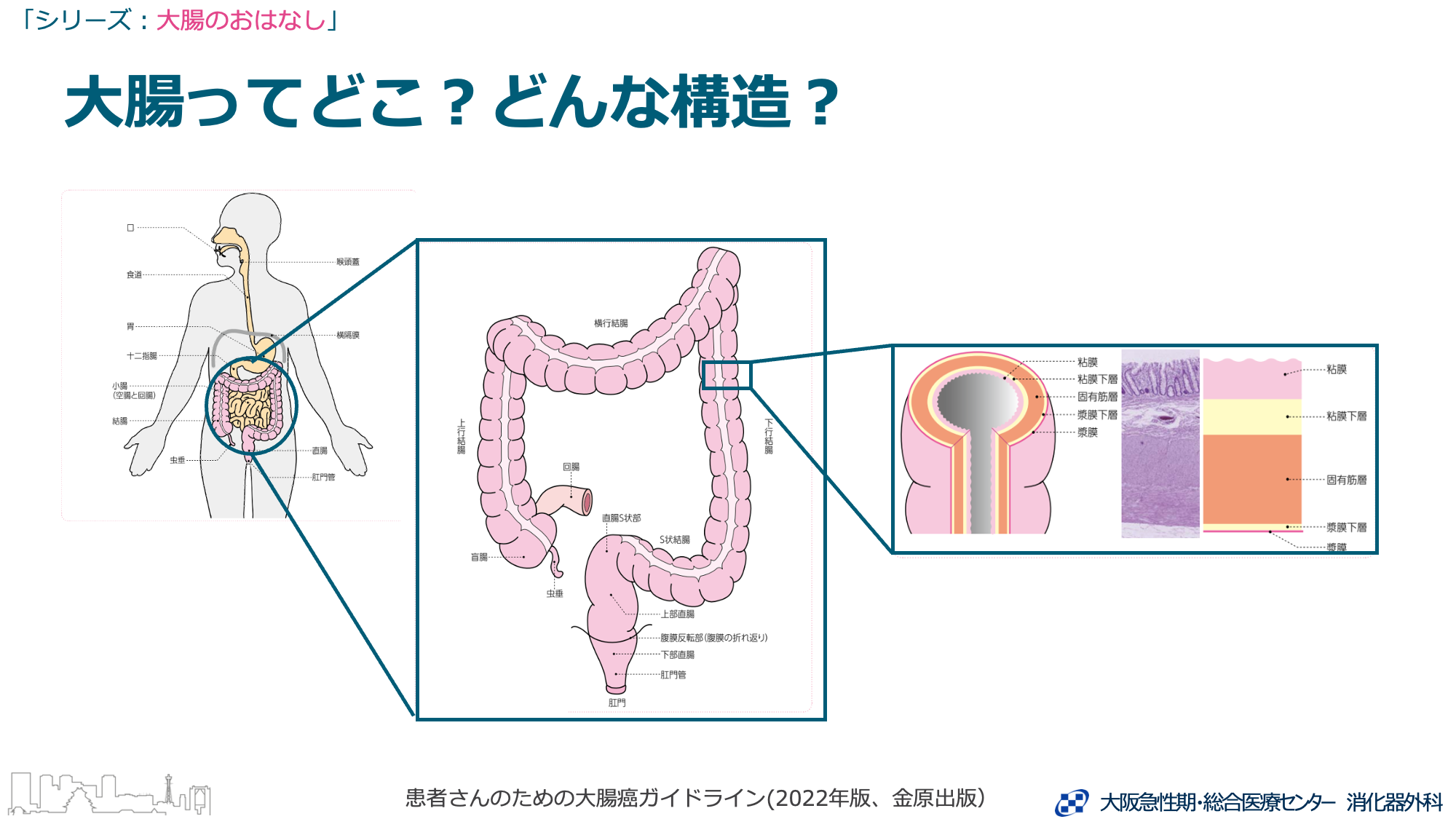 大腸の構造と働き – 大腸の構造図 – UTEV