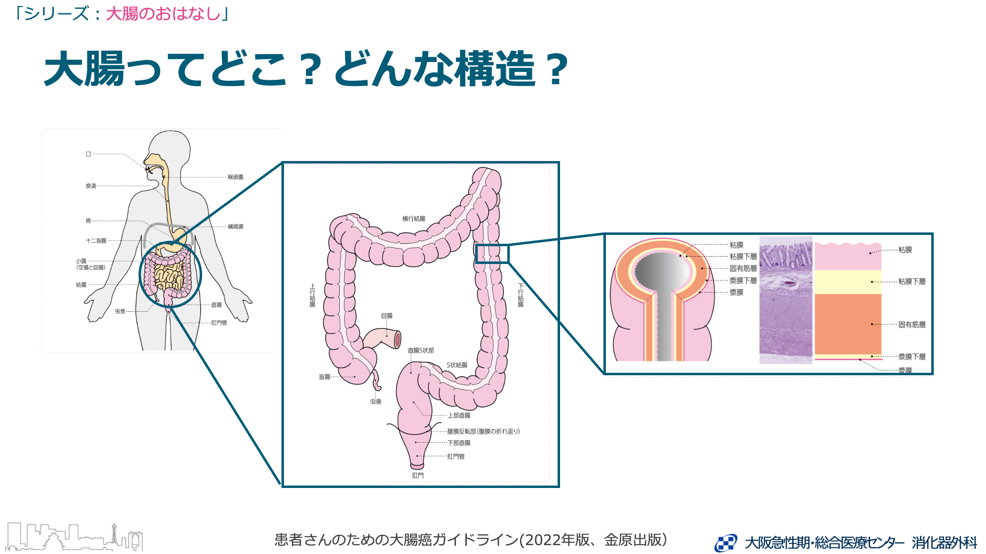 大腸は、食べ物の最後の通り道です。小腸に続いて、右下腹部から始まり、おなかの中をぐるりと大きく回って、肛門につながります。長さは1.5〜2ｍほどの臓器で、結腸（盲腸、上行結腸、横行結腸、下行結腸、S状結腸）と直腸に分かれます。さらに直腸は、直腸S状部と、腹膜反転部を境に上部直腸と下部直腸に分かれます（図１）。大腸の壁は、内側から順に、粘膜、粘膜下層、固有筋層、漿膜しょうまく下層、漿膜の5つの層に分かれています（図２）。 大腸の主な役割は、水分を吸収することです。大腸には栄養素の消化吸収作用はほとんどありません。小腸で消化吸収された食物の残りは、大腸で水分を吸い取られ、肛門に至るまでにだんだんと固形の便になっていきます。大腸での水分の吸収が不十分だと、軟便になったり、下痢を起こしたりします。